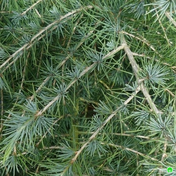 Кедр гималайский Филин Блю